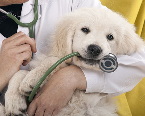 Animal Care veterinarian